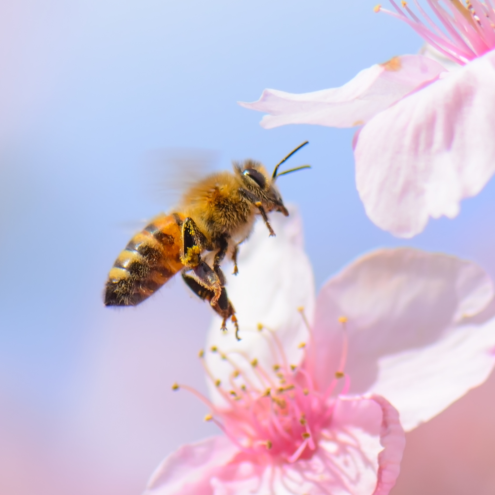 bee.png